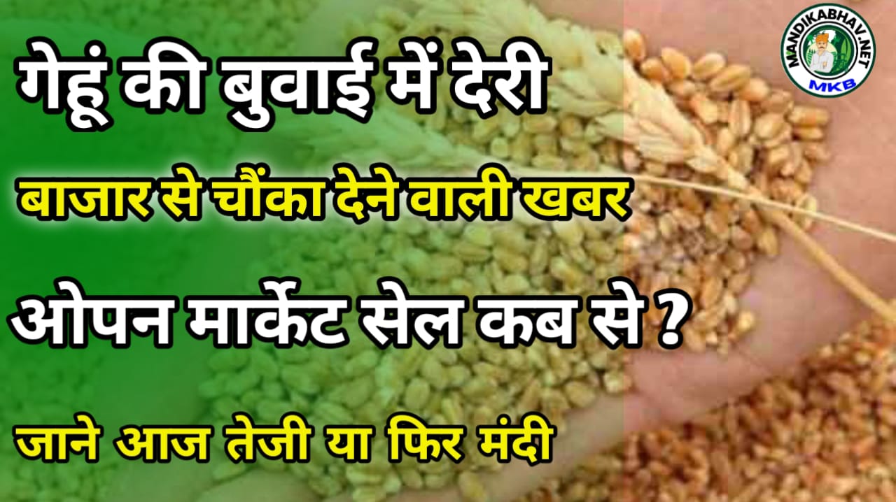 Gehu Bhav report गेहूं भाव और निर्यात तथा बुवाई रिपोर्ट भाव पर ऐसा रहेगा असर !