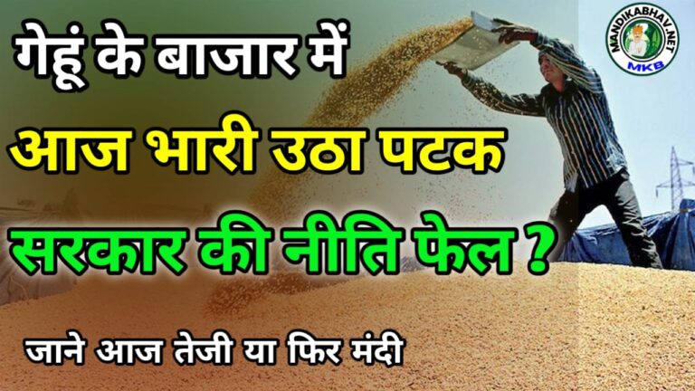Gehu Ka Bhav सरकारी दखल बेअसर गेहूं में आज तेजी !
