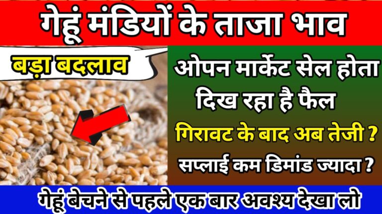 Gehu Ka Taja Bhav गेहूं फिर हुआ तेज जाने कहां कितना !