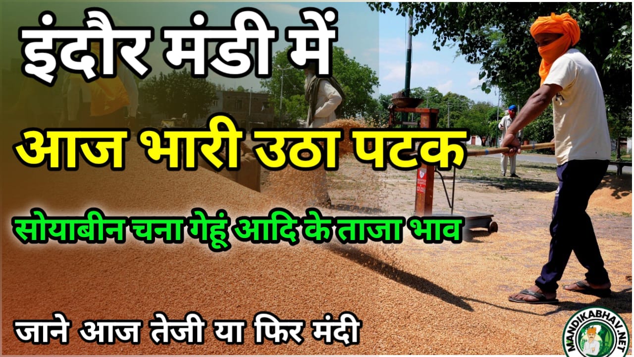 Indore mandi update इंदौर मंडी सोयाबीन डालर चना गेहूं में हुआ बड़ा बदलाव !