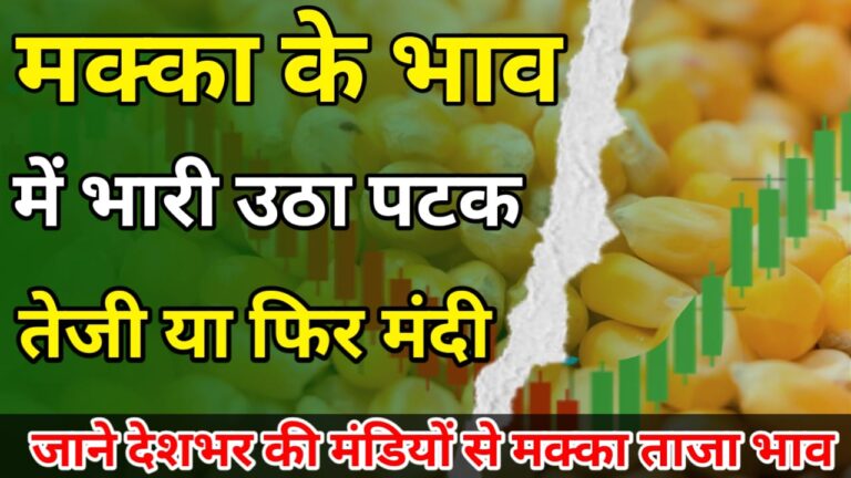 Makka ka aaj ka bhav देख आज किस मंडी में मक्का बिक रही तेज !