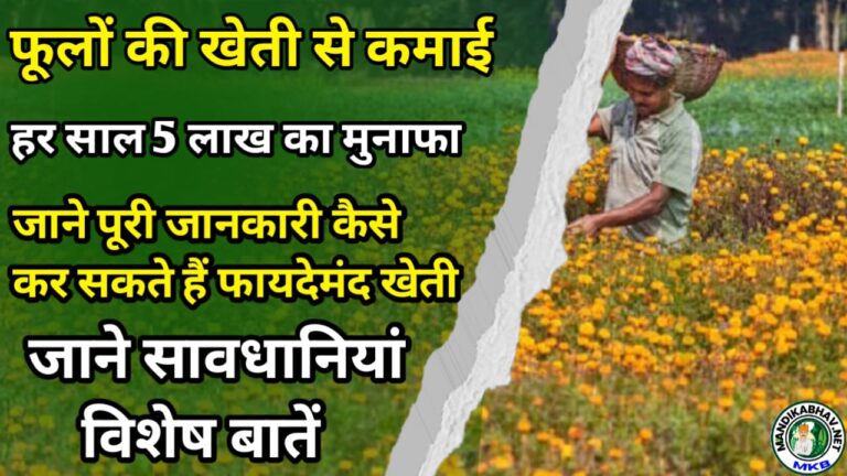 Modern Farming Information एक ऐसी खेती की जानकारी जिसमें आप सालाना ₹500000 तक !