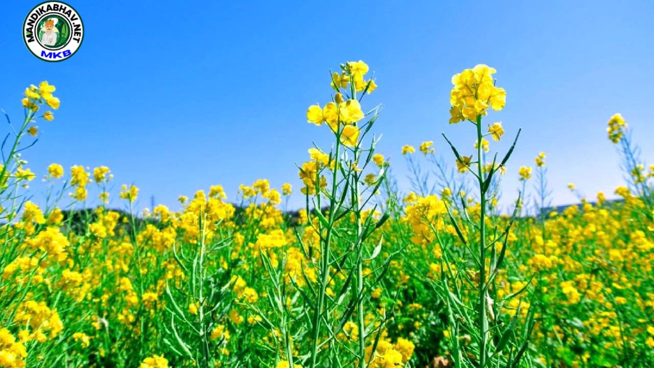 Mustard disease