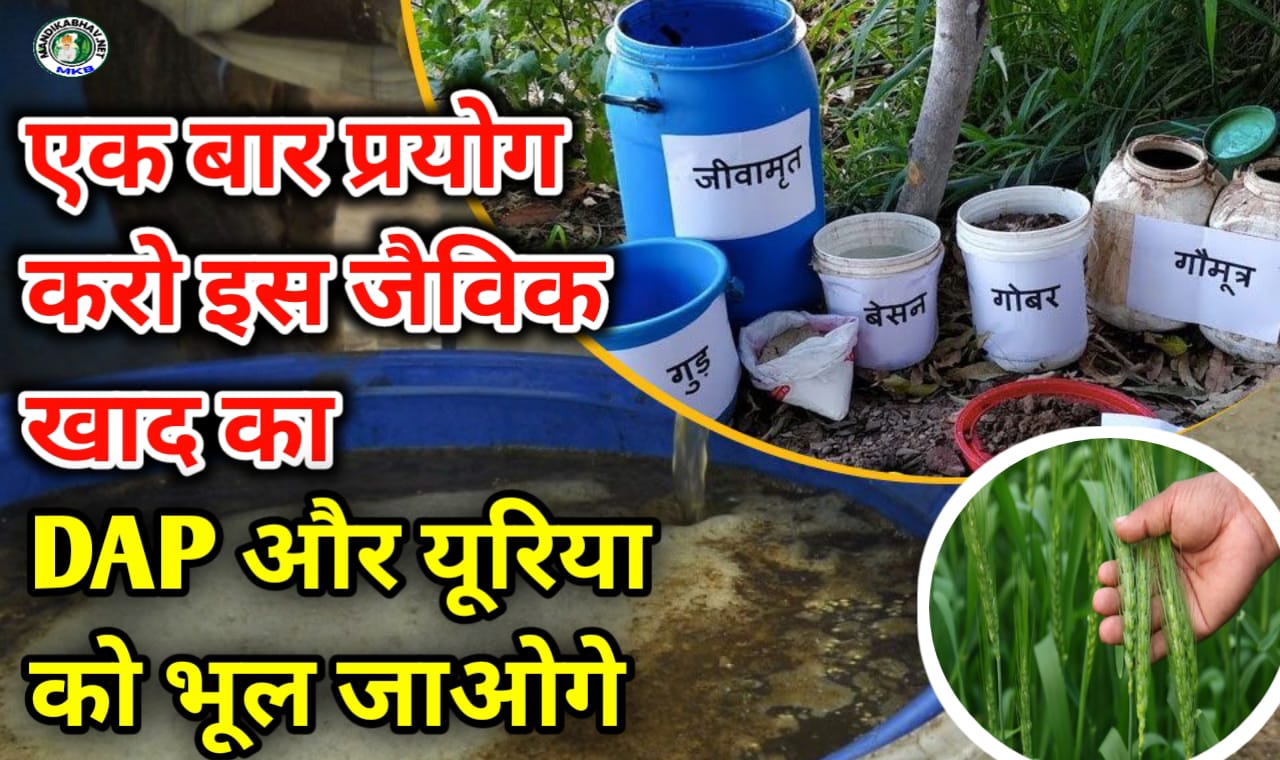 New Fertilizer 2025