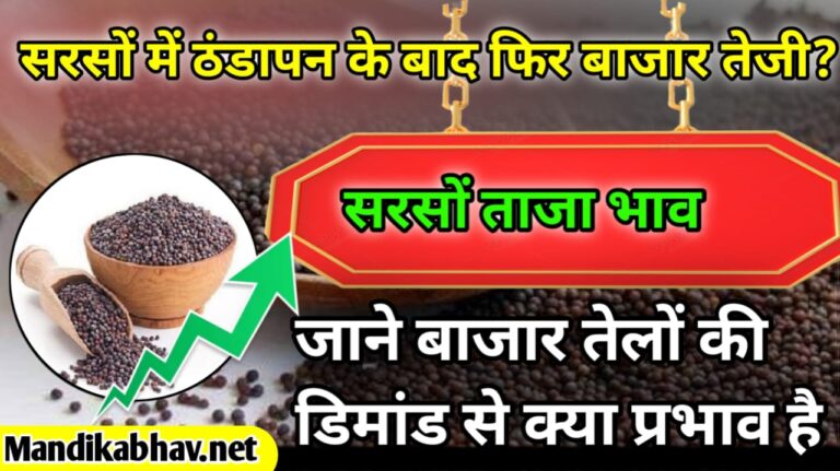 Sarso ka aaj ka bhav सरसों में आज क्या रही दिनभर चाल जाने !