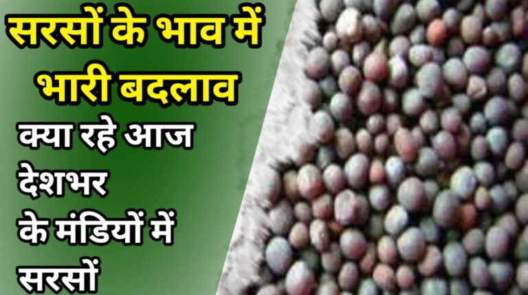 Sarso ka aaj ka bhav सरसों में तेजी का तूफान सरसों तेल और सरसों DOC का ताजा भाव !