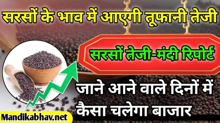 Sarso weekly Report सरसों तेजी मंदी साप्ताहिक रिपोर्ट !