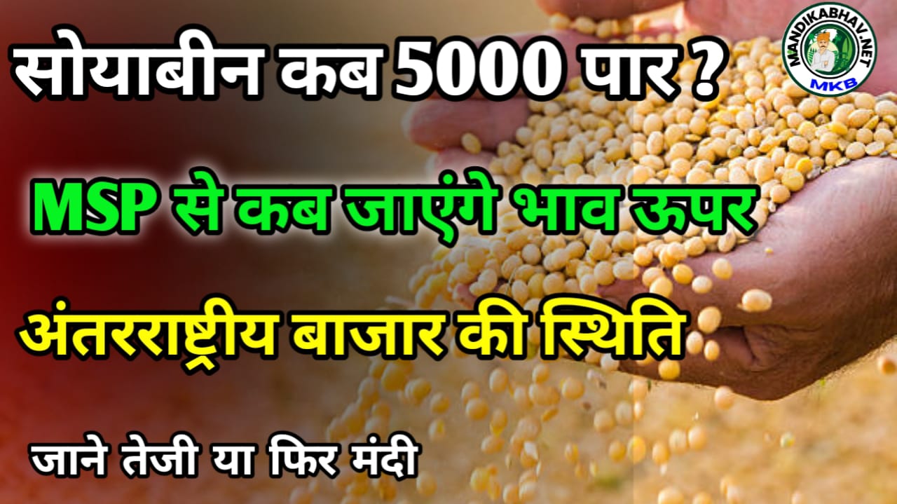 Soyabean Big Report सोयाबीन अब 5000 कब MSP से ऊपर रहेगा जाने !