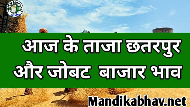 Today Chatarpura And jobat mandi ka bhav जाने दोनों मंडी में क्या रहा बदलाव !