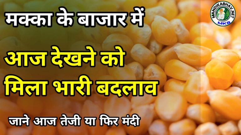 Makka ka Bhav : मक्का में आज क्या चल रहा है बाजार तेज या नरम !