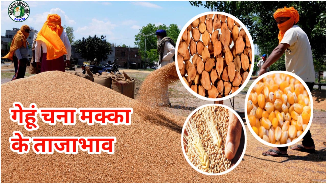 Wheat price