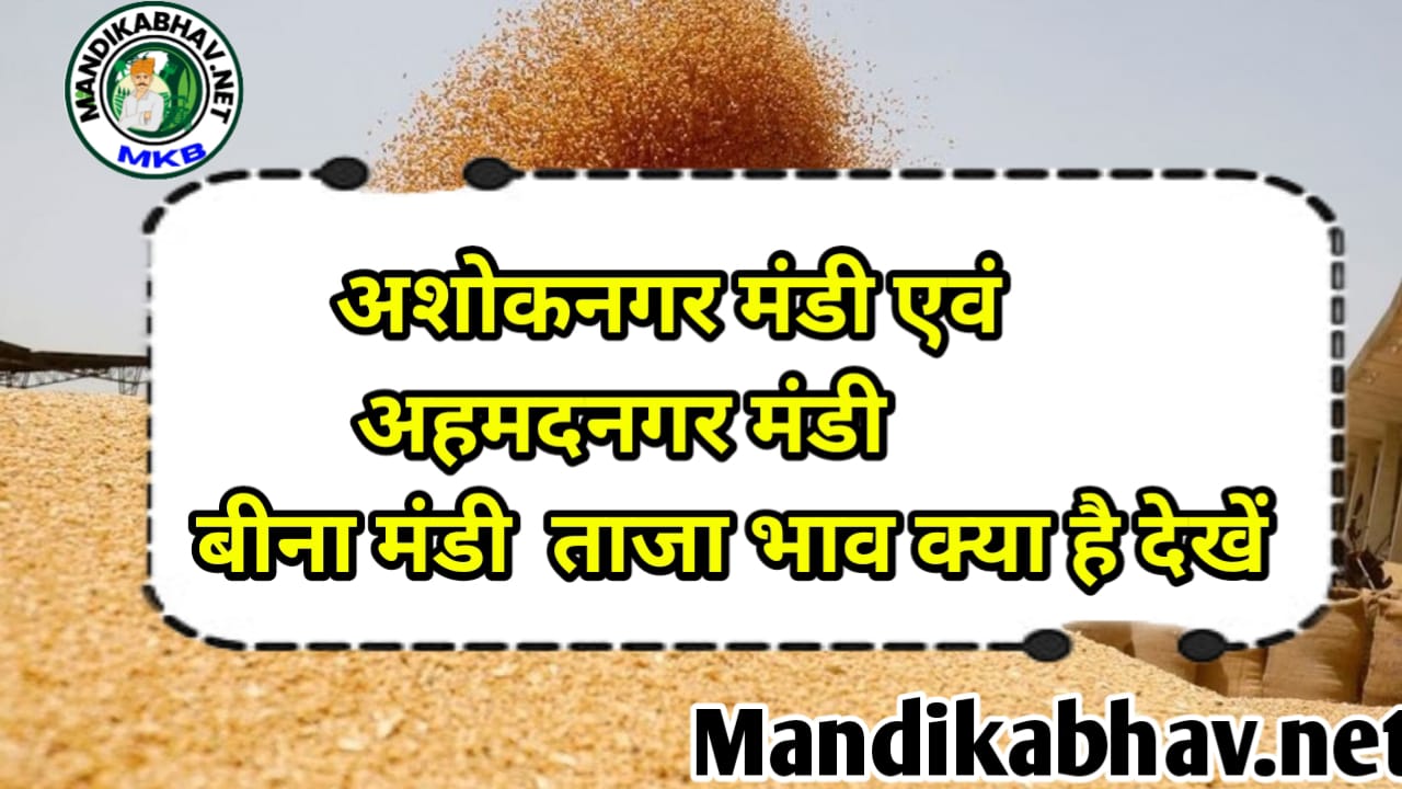 ashoknagar beena and ahemadnagar mandi Bhav जाने तीनों मंडी में क्या चल रहा है माहौल !