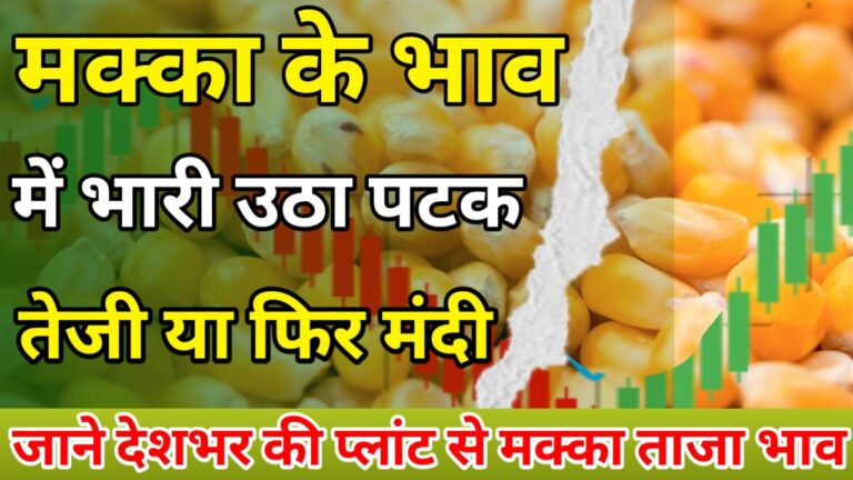 makka dileevaree bhaav aaj ke