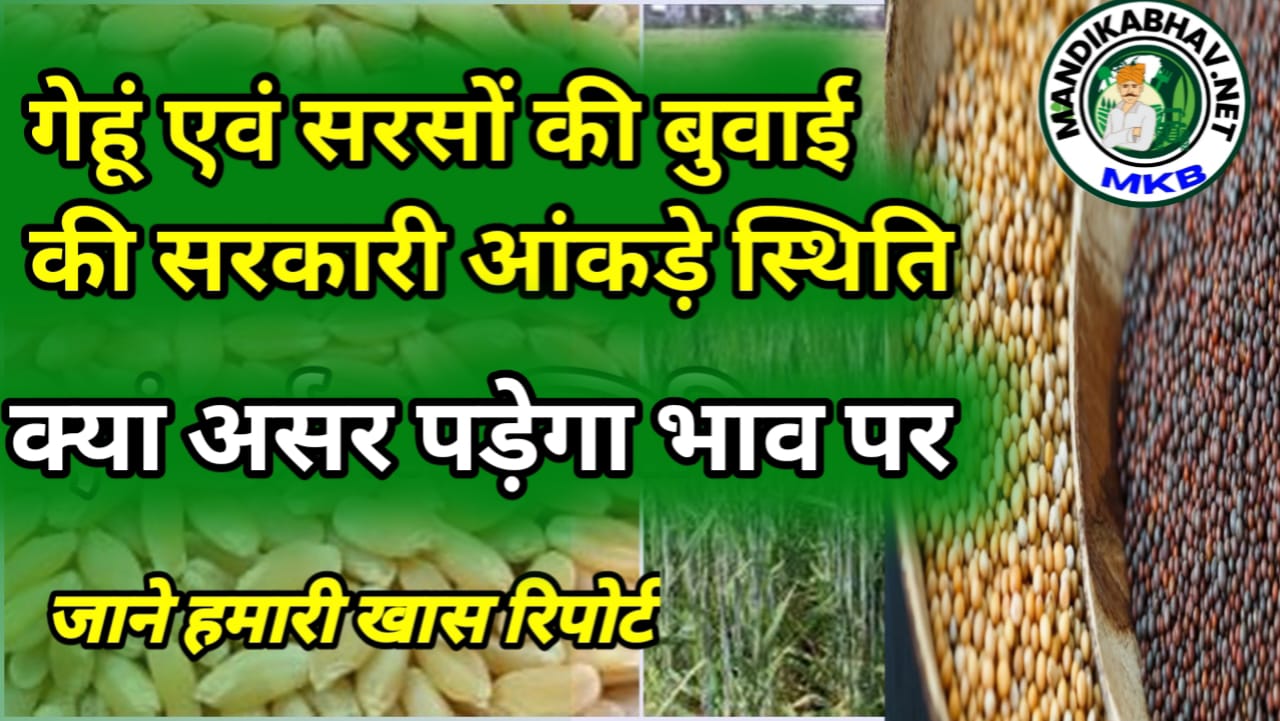 sarso and gehu report सरसों और गेहूं बुवाई आंकड़े जाने भाव पर इसका असर !
