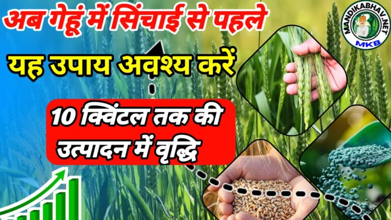 wheat fertilizer 2025