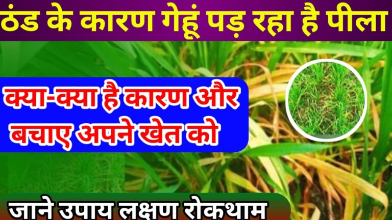 ठंड के कारण गेहूं पड़ रहा है पीला क्या करें ऐसा उपाय जिससे हो रोकथाम