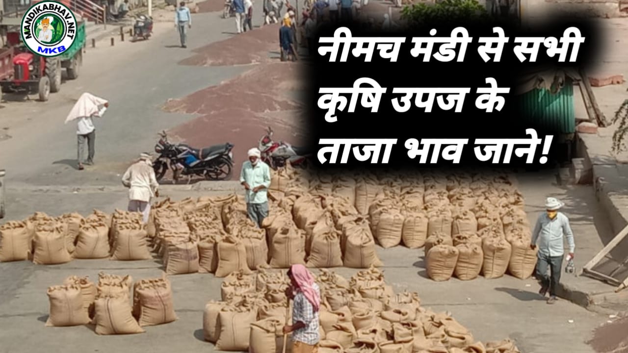 Mandi Commodities Price