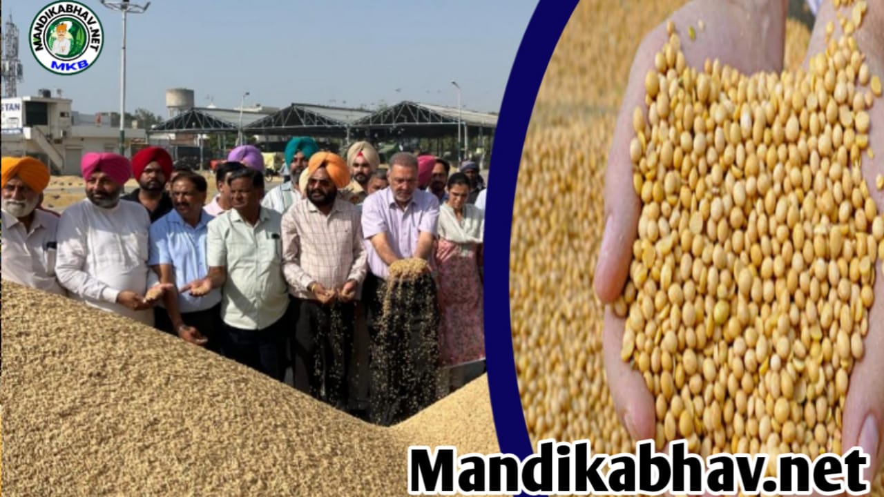 Mandi Price