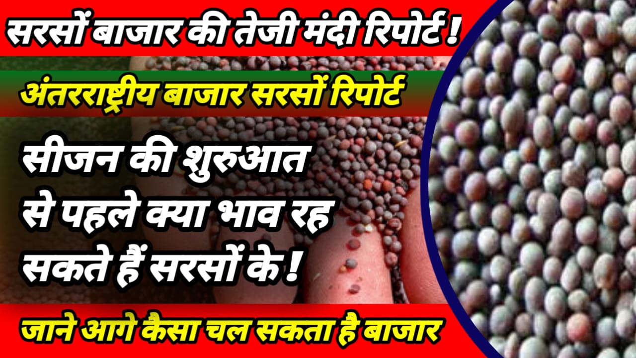 Mustard Price 2025