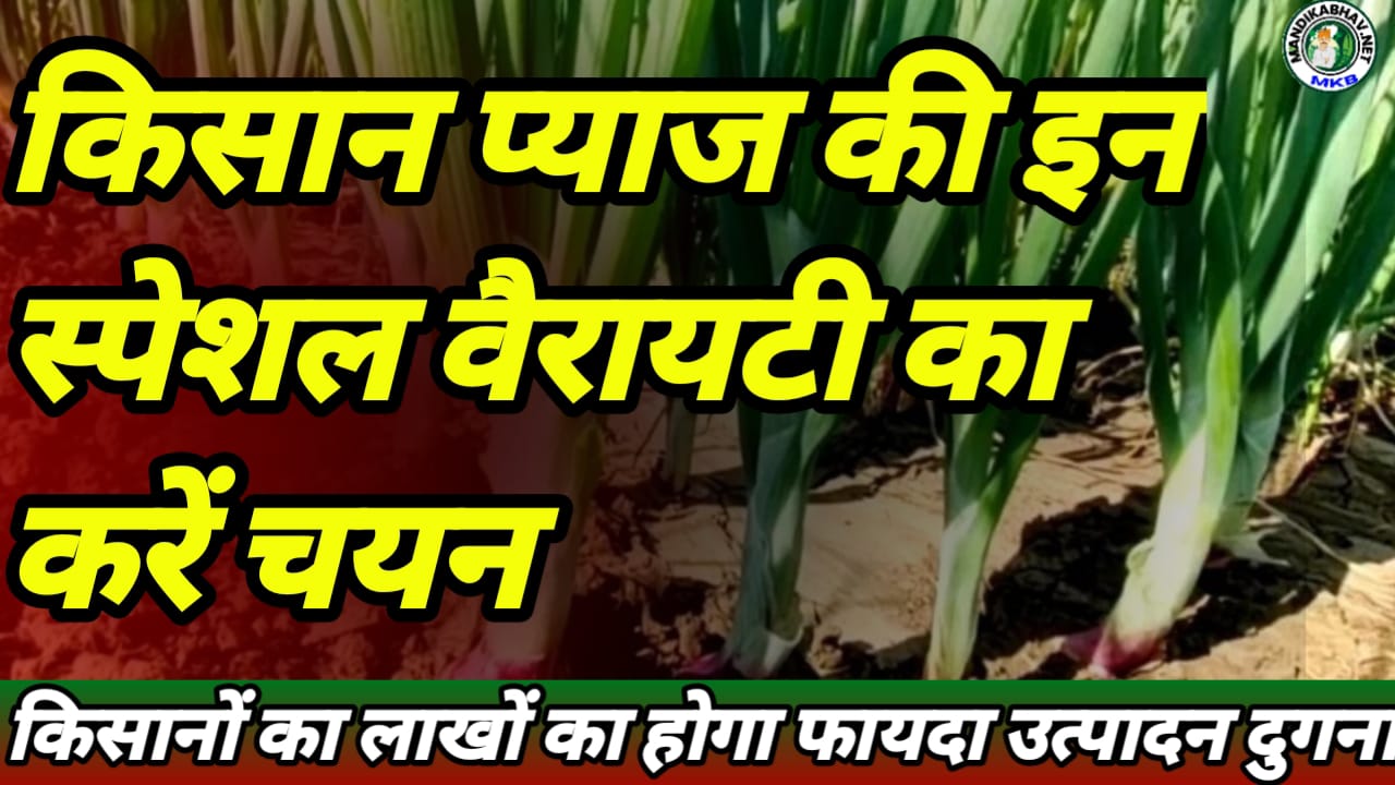 New Onion Variety