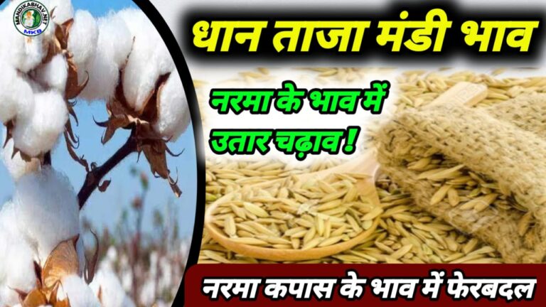 Paddy Market price