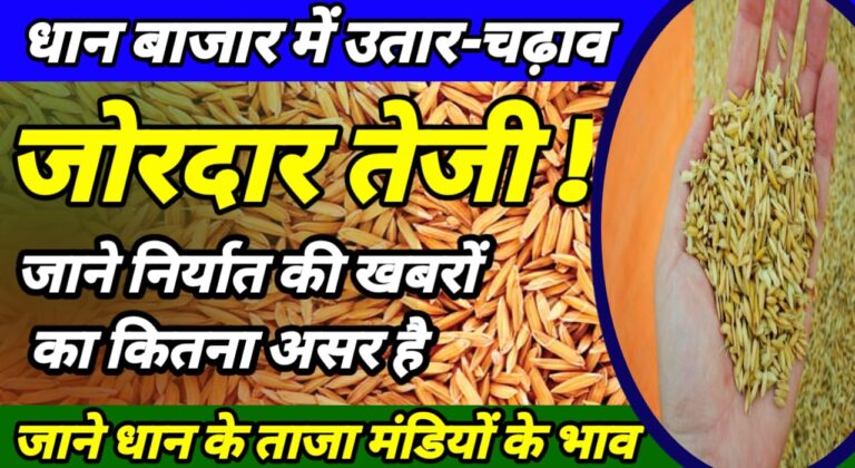 Paddy price 2025 निर्यात मंजूरी से धान में आज कितना उतार चढ़ाव रहा जाने !