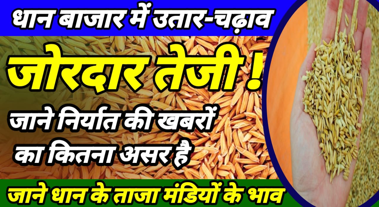 Paddy price 2025 निर्यात मंजूरी से धान में आज कितना उतार चढ़ाव रहा जाने !