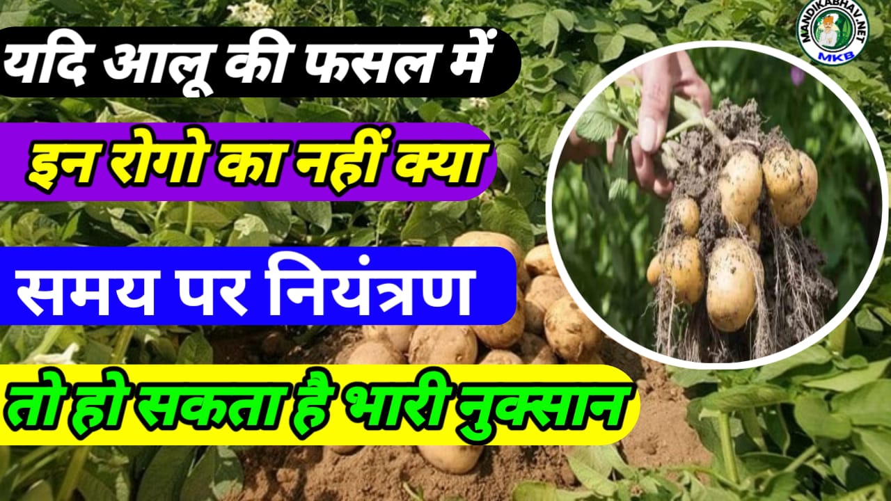 Potato cultivation