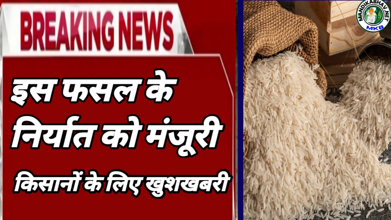 Rice Export News
