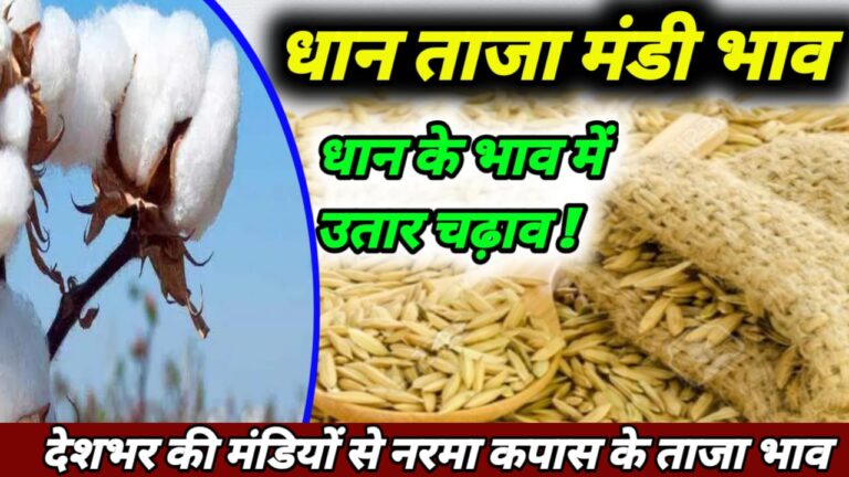 Rice export news