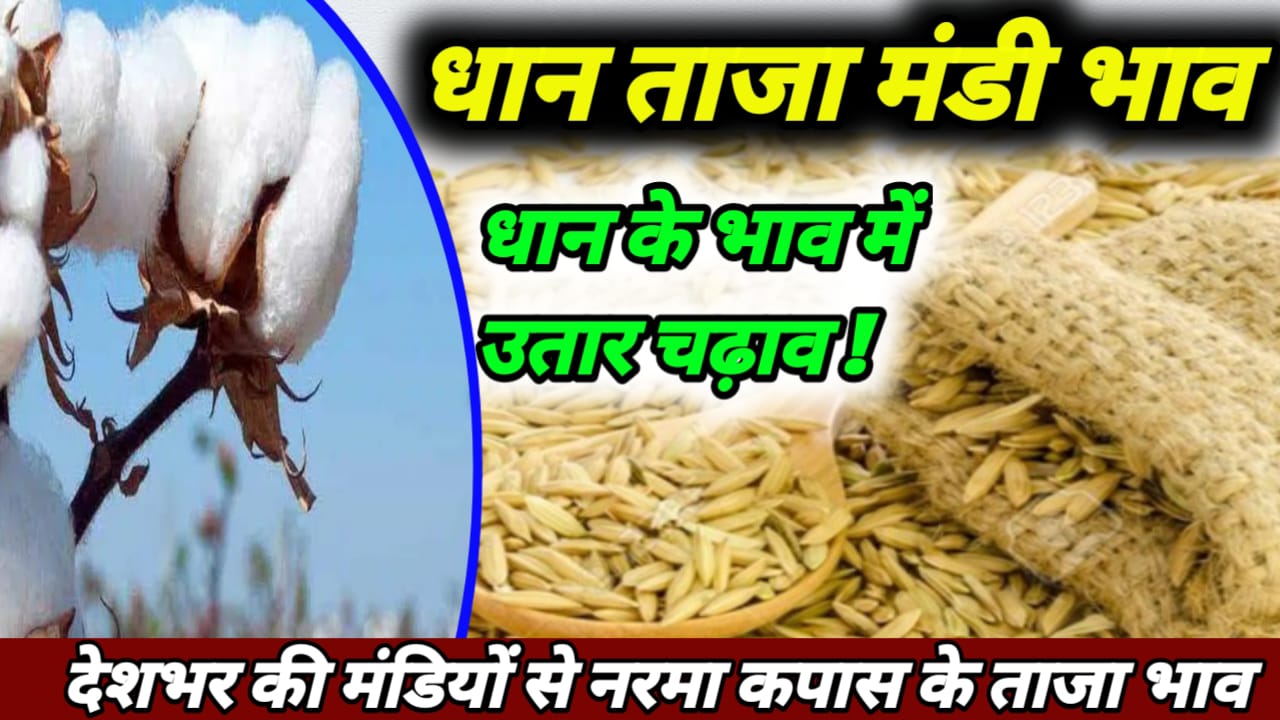 Rice export news