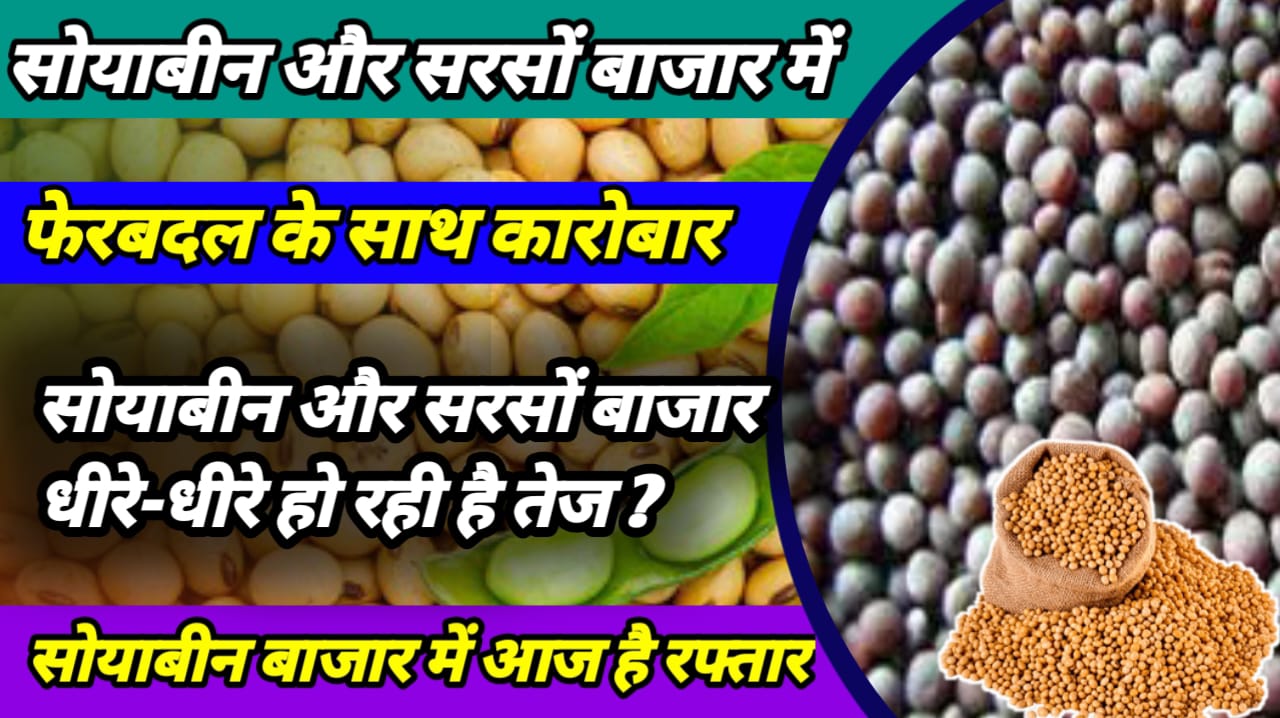 Soyabean Mustard Market Price