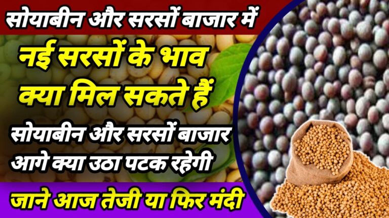 Soyabean Mustard News 2025