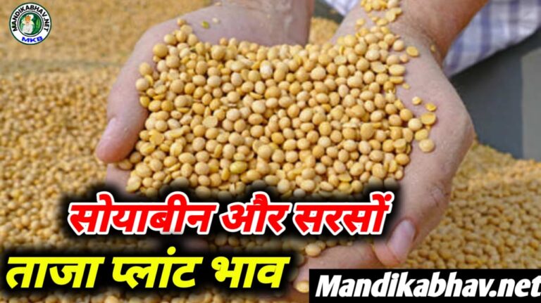 Soyabean Mustard Plant