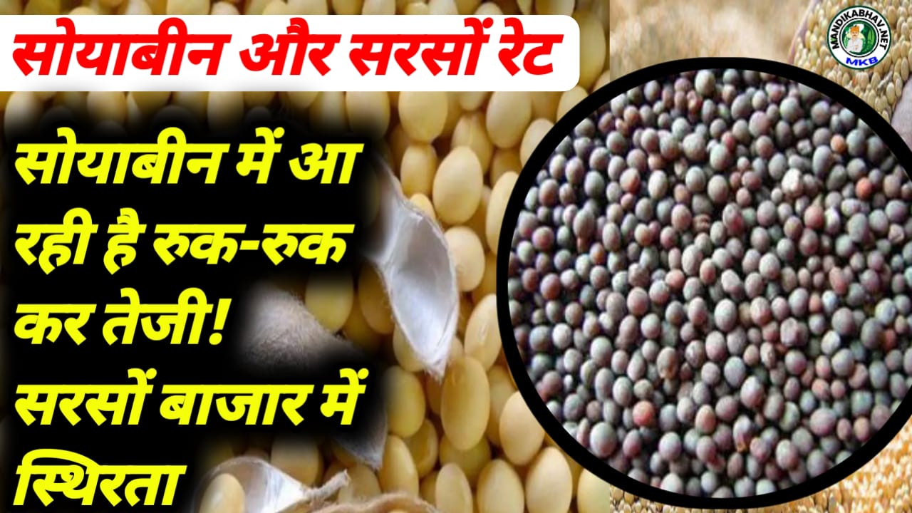 Soyabean Mustard price