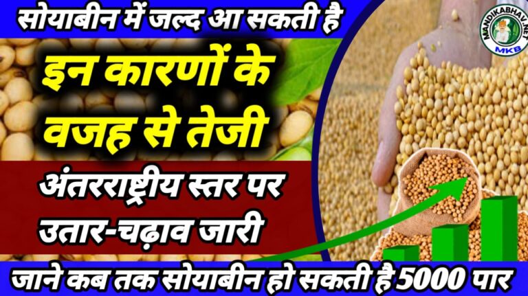 Soyabean Price 2025 