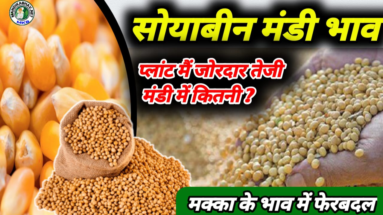 Soyabean mandi price