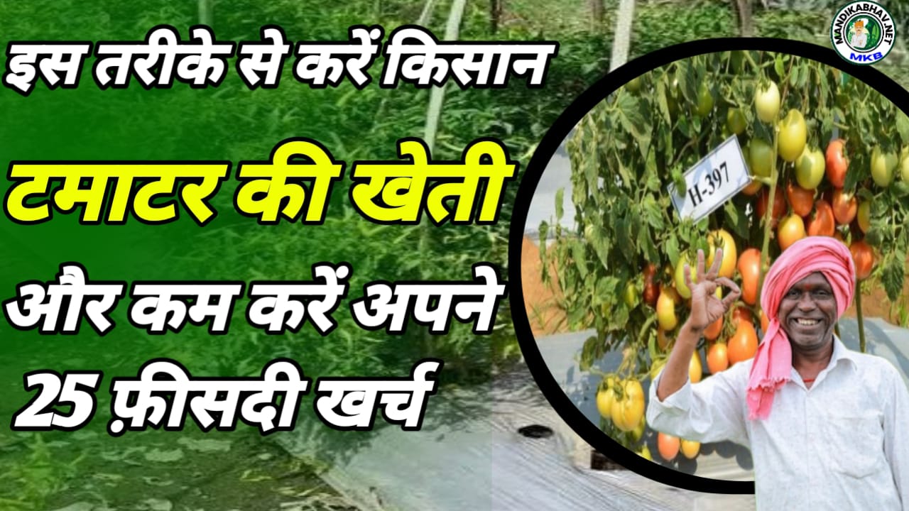 Tomato farming 2025