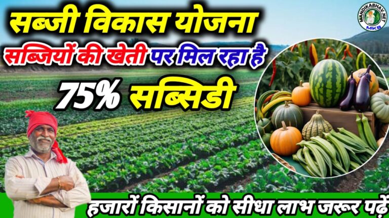 Vegetable Development Scheme