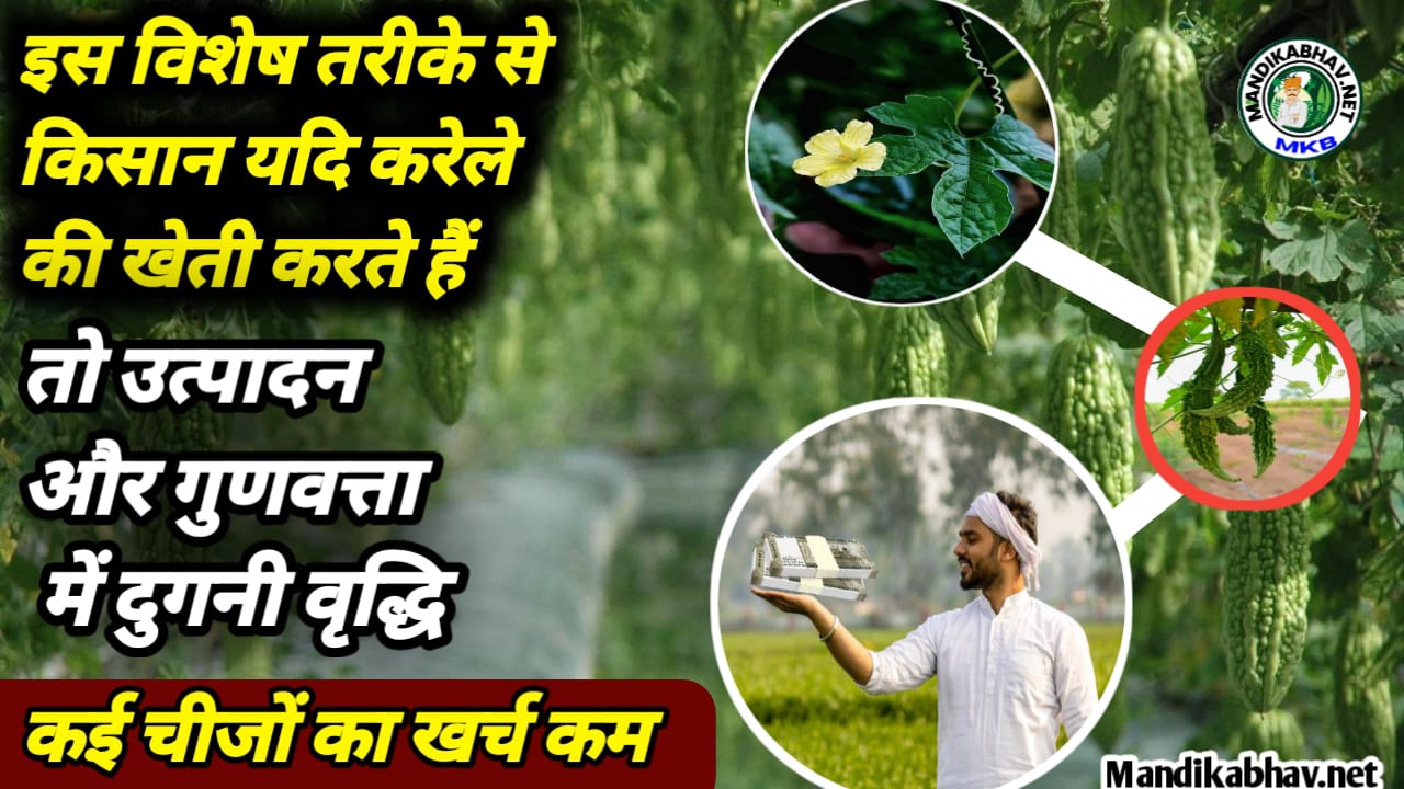 Vegetable farming 2025
