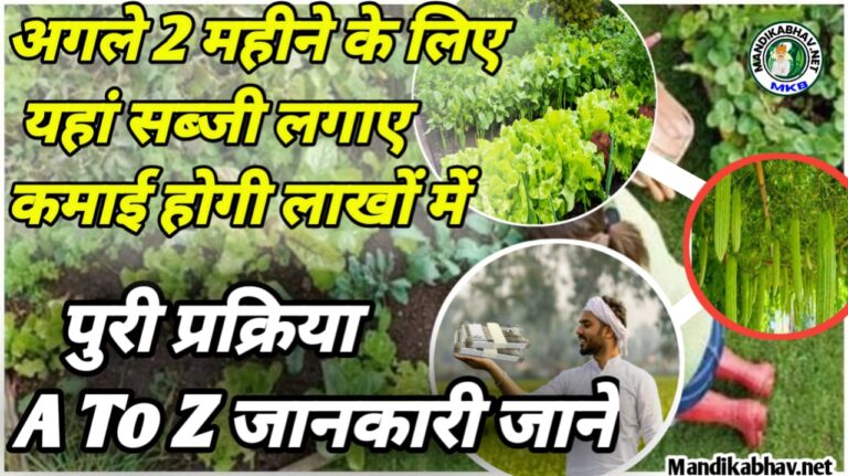 Vegetable farming 2025