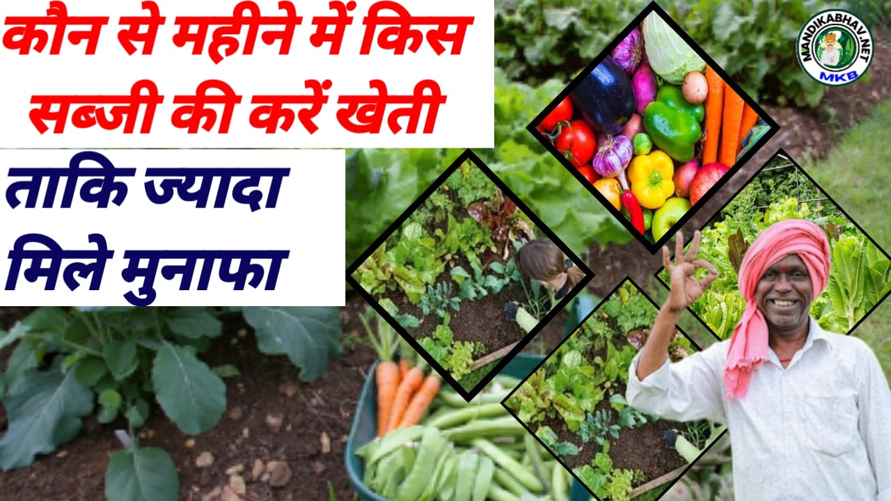 Vegetable farming 2025