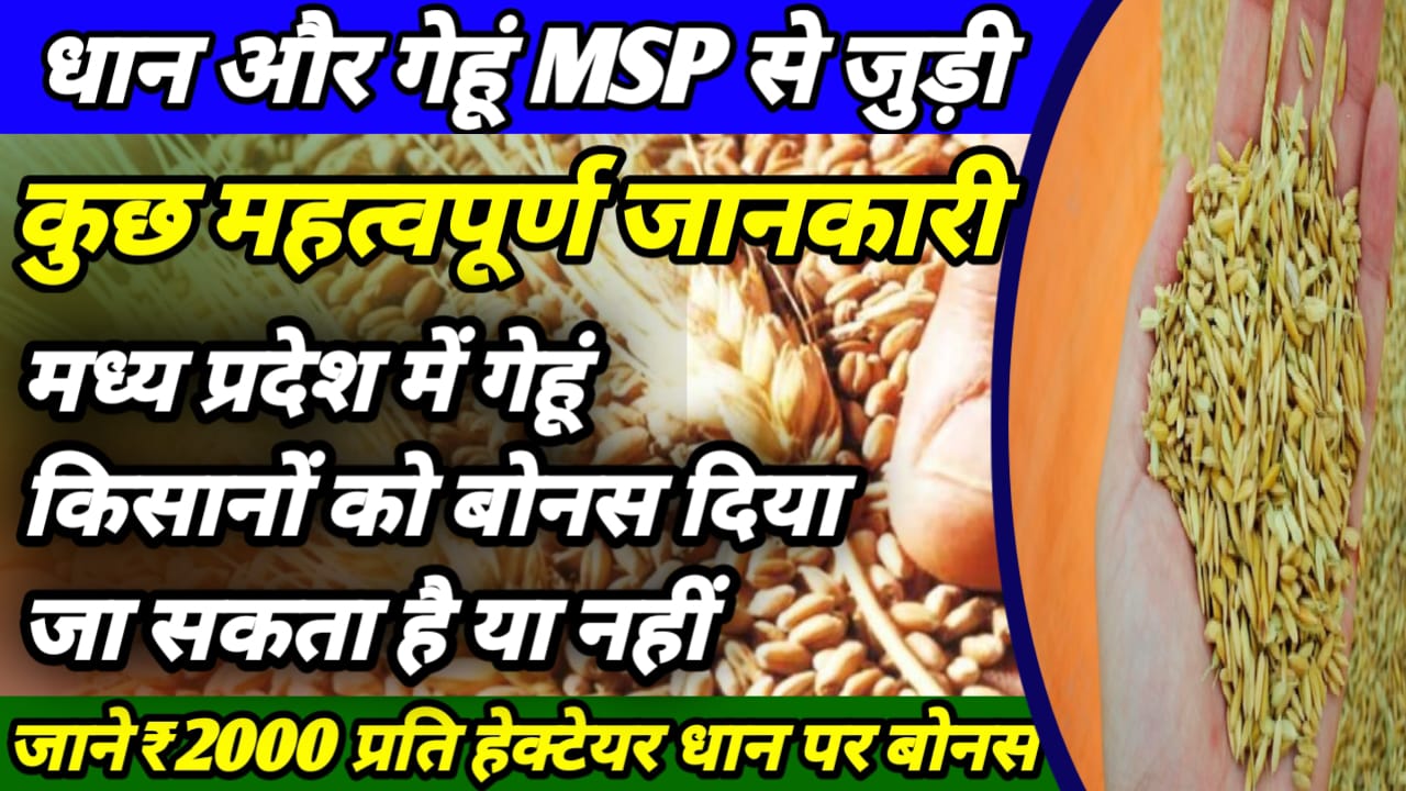 msp bonus news