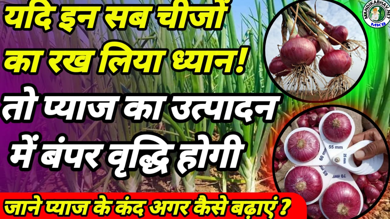 onion cultivation