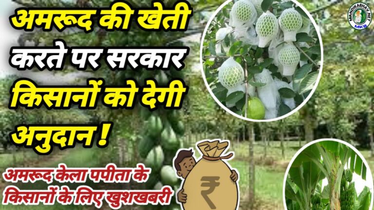 Farming Subsidy