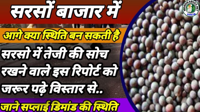 Mustard Commodity Report 2025