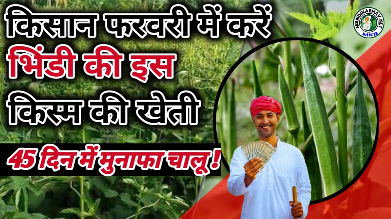 Okra Cultivation
