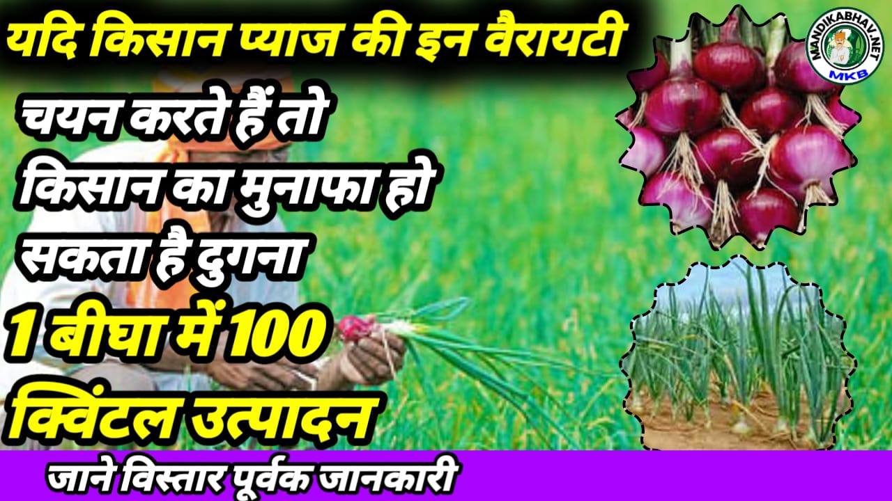 Onion Crop