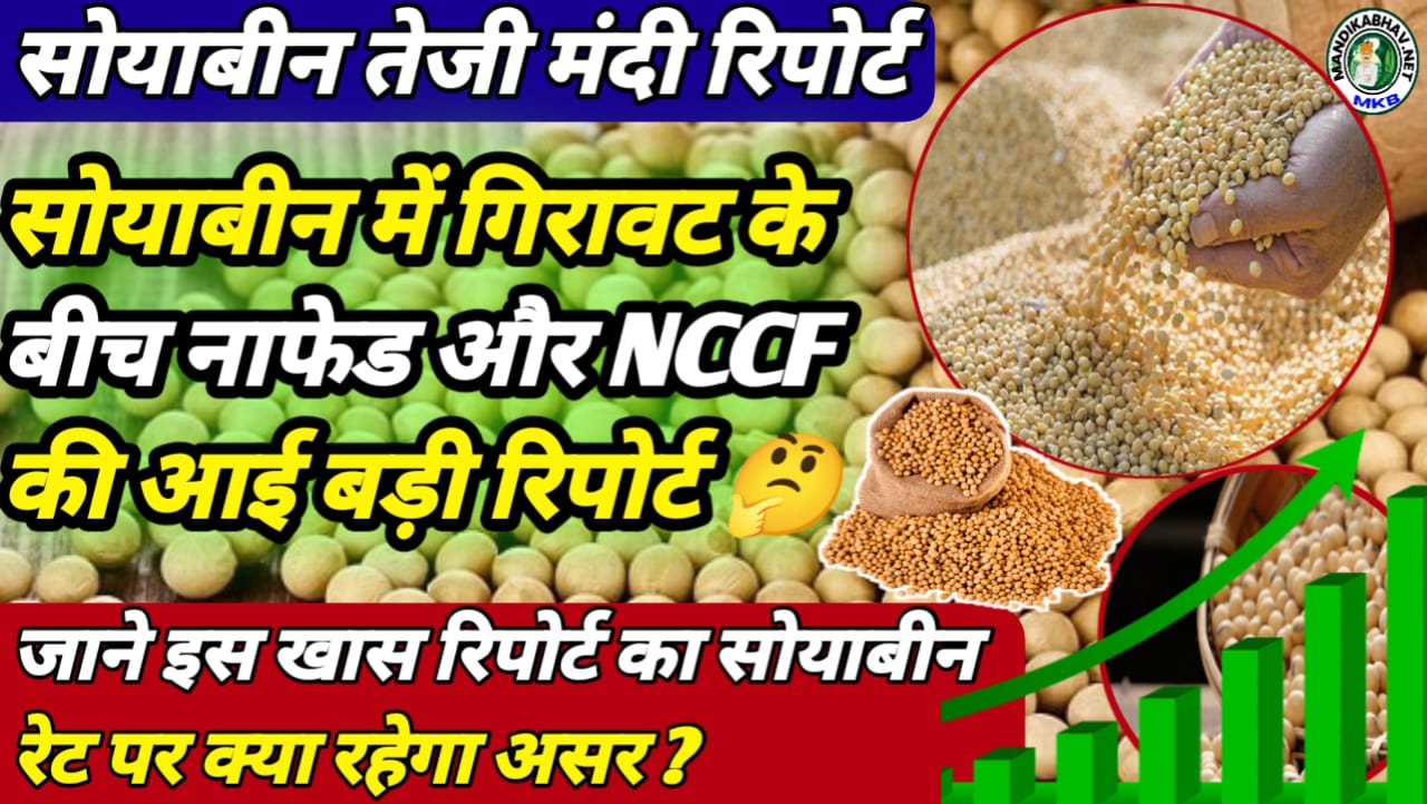 Soyabean Commodity Report 