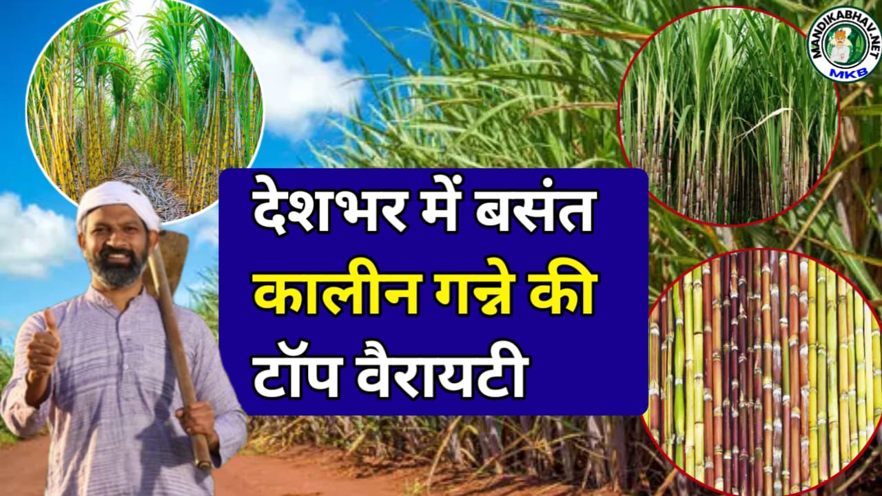 Sugarcane Farming